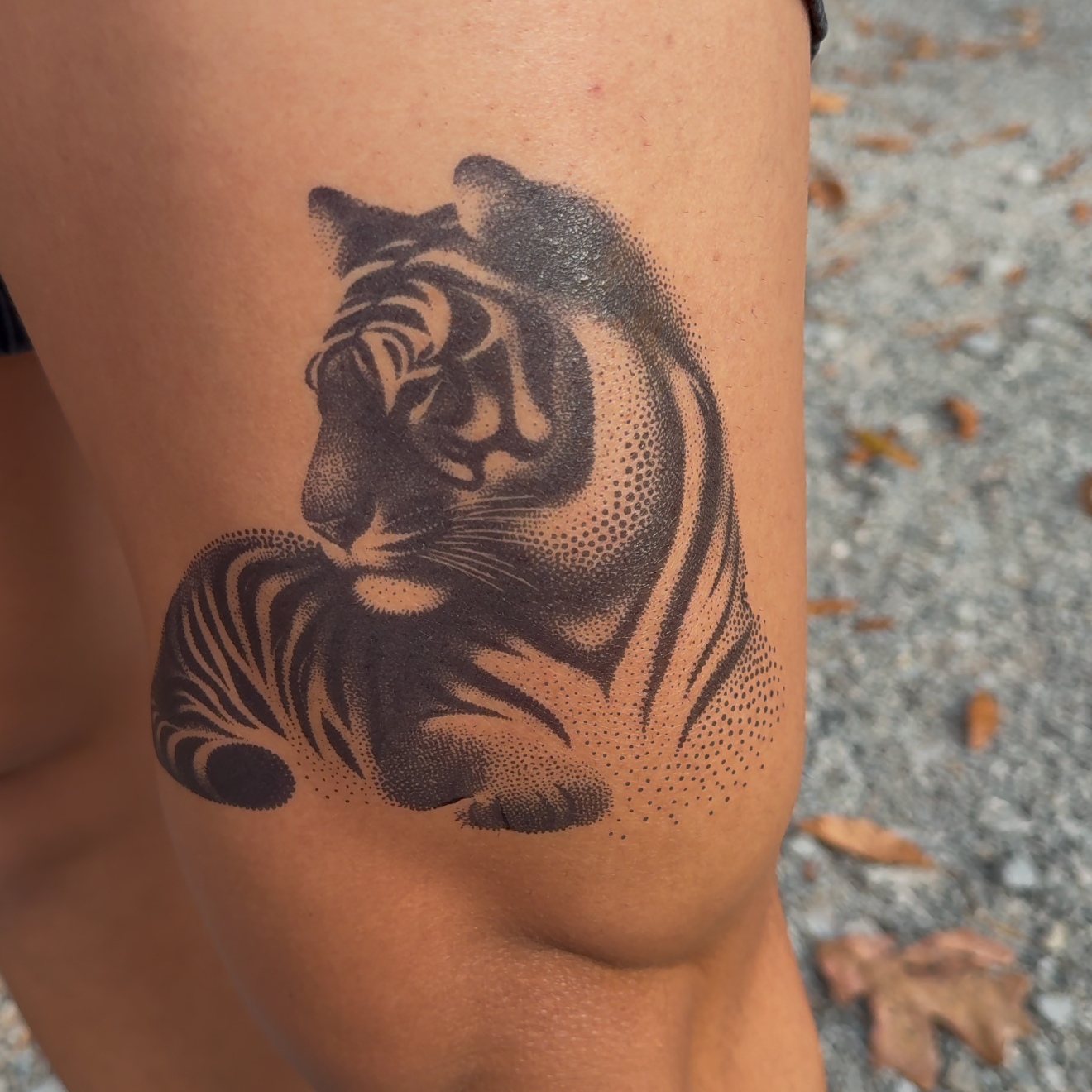 SteezyInk Resting Tiger Temporary Tattoo 6.5 x 6.5 inch